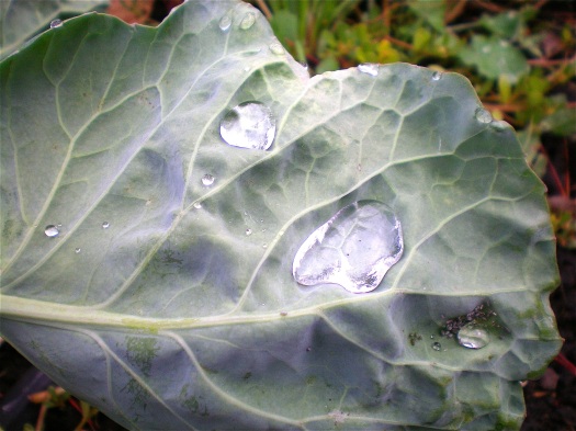 Brussel sprout leaf holding on to the rain drops