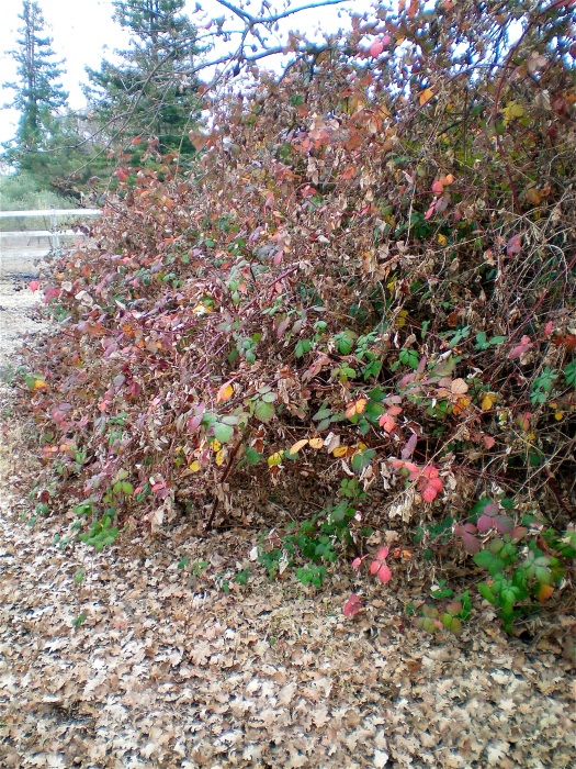 The blackberry patch in January.