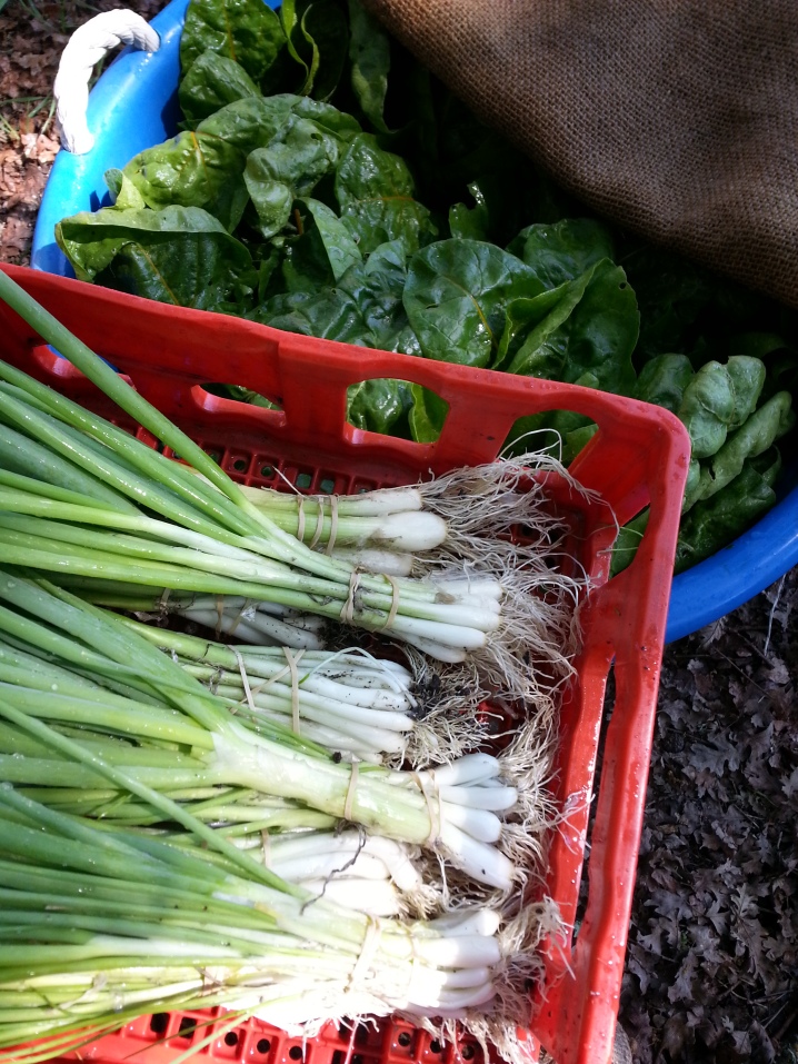 Green onions and swiss chard 