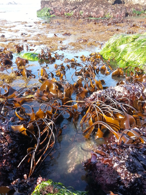 We were harvesting the brown seaweed.
