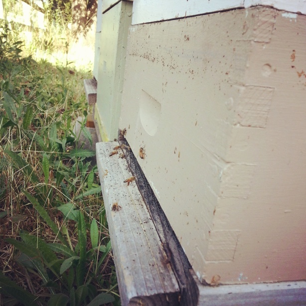 Resident honeybee hives