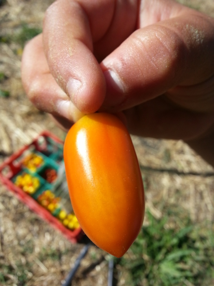 My nephew showing off the  cool colors of a cherry tomato